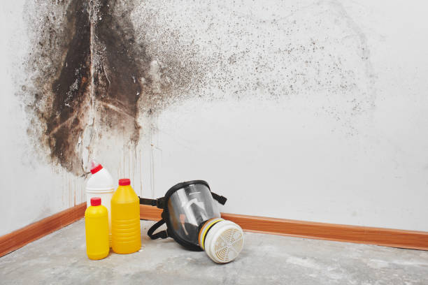 Best Local Mold Removal Service  in Belmont, WI