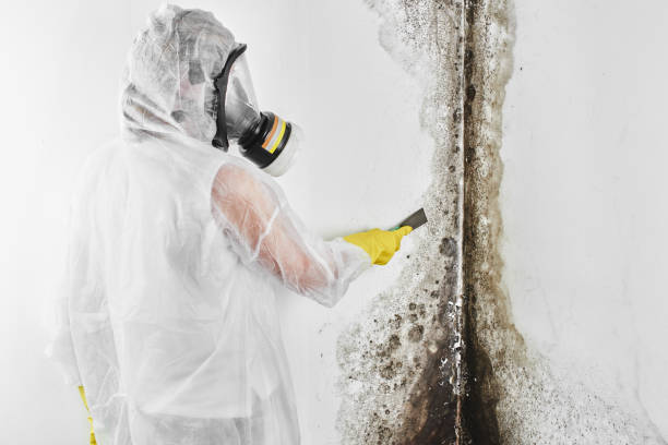 Best Certified Mold Removal  in Belmont, WI