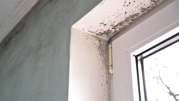 Professional Mold Removal in Belmont, WI