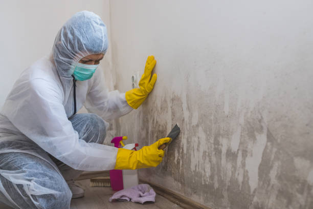 Best Attic Mold Removal  in Belmont, WI