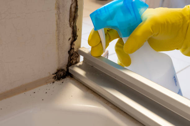 Best Mold Cleaning Services  in Belmont, WI