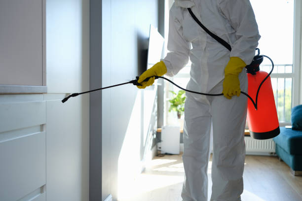 Best Affordable Mold Removal  in Belmont, WI