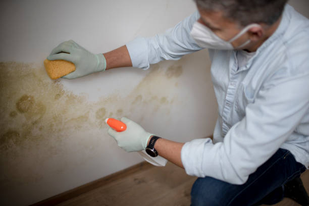 Best Toxic Mold Removal  in Belmont, WI