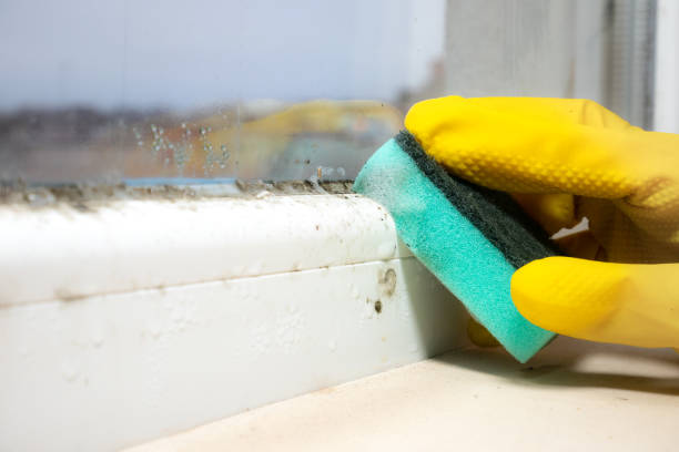 Best Mold Removal Company Near Me  in Belmont, WI