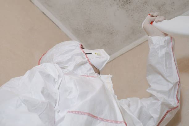 Best Black Mold Removal  in Belmont, WI