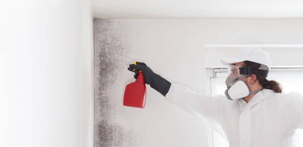 Best Certified Mold Removal  in Belmont, WI