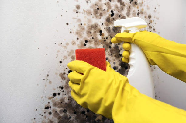 Best Mold Damage Repair  in Belmont, WI