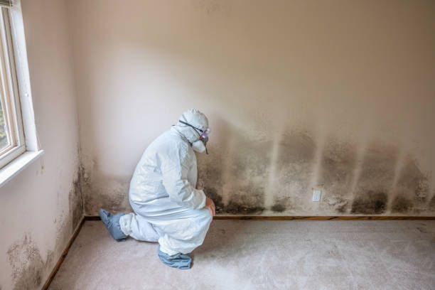 Best Emergency Mold Removal  in Belmont, WI