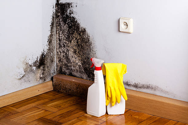 Best Professional Mold Removal  in Belmont, WI