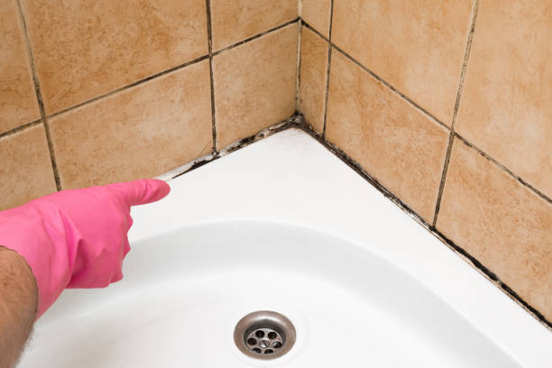 Best Commercial Mold Removal  in Belmont, WI